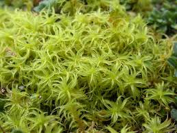 Attēlu rezultāti vaicājumam “Weissia squarrosa”