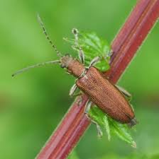 Attēlu rezultāti vaicājumam “Donacia dentata”