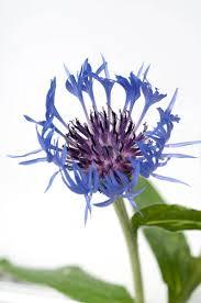 Image result for Flockenblume