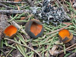 Attēlu rezultāti vaicājumam “Caloscypha fulgens”