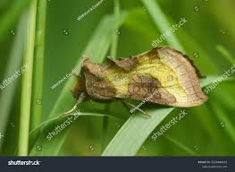 Attēlu rezultāti vaicājumam “Diachrysia tutti”