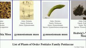 Attēlu rezultāti vaicājumam “Pottiales”