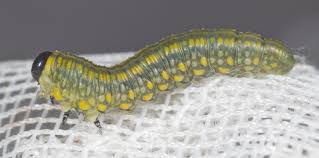 Attēlu rezultāti vaicājumam “Diprion pini female”