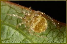 Attēlu rezultāti vaicājumam “Paidiscura pallens”