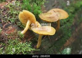 Attēlu rezultāti vaicājumam “Tricholomopsis decora”