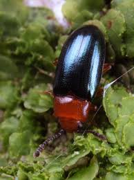 Attēlu rezultāti vaicājumam “Triplax aenea”