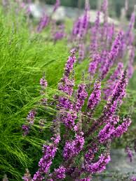 Image result for Lythrum salicaria