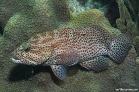Image result for Cephalopholis cruentata