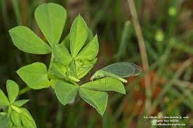 Attēlu rezultāti vaicājumam “Chrysopidae”