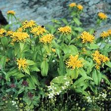 Attēlu rezultāti vaicājumam “Sedum aizoon”