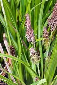 Attēlu rezultāti vaicājumam “Carex hirta female flower”
