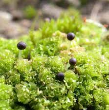 Attēlu rezultāti vaicājumam “Fossombronia wondraczekii spores”