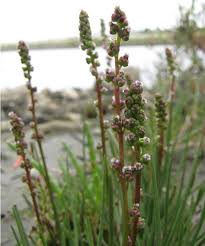 Attēlu rezultāti vaicājumam “Triglochin maritimum”