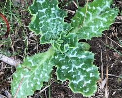 Image result for Silybum marianum