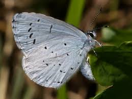 Attēlu rezultāti vaicājumam “Celastrina argiolus underside”