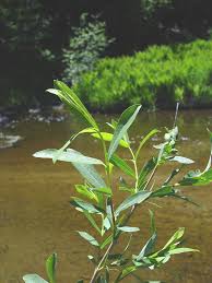 Attēlu rezultāti vaicājumam “Salix purpurea”