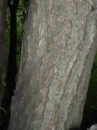 Attēlu rezultāti vaicājumam “Salix pentandra leaf”