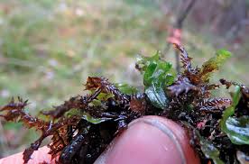 Attēlu rezultāti vaicājumam “Breidleria pratensis”