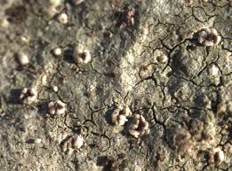 Attēlu rezultāti vaicājumam “Trapelia coarctata”