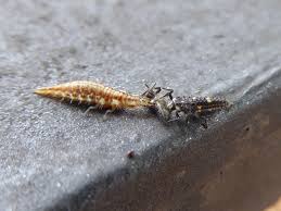 Attēlu rezultāti vaicājumam “Chrysopidae larva”