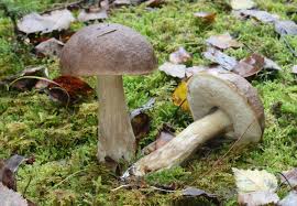 Attēlu rezultāti vaicājumam “Leccinum”