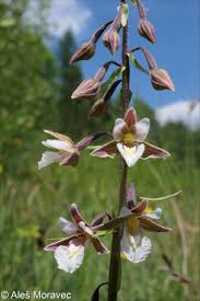 Attēlu rezultāti vaicājumam “Epipactis palustris leaf”