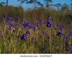 Attēlu rezultāti vaicājumam “Lentibulariaceae”