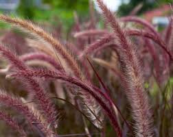 Attēlu rezultāti vaicājumam “Corynephorus canescens fruit”