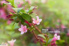 Attēlu rezultāti vaicājumam “Weigela praecox”