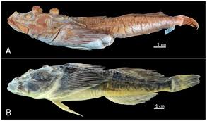 Image result for Myoxocephalus quadricornis
