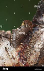 Attēlu rezultāti vaicājumam “Odontosia carmelita”