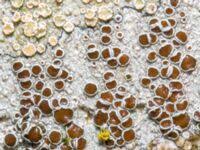 Attēlu rezultāti vaicājumam “Lecanora allophana”