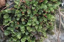 Attēlu rezultāti vaicājumam “Fissidens pusillus”