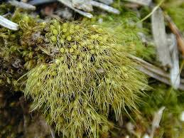 Attēlu rezultāti vaicājumam “Pleuridium subulatum”