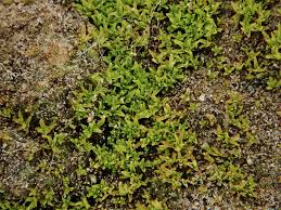 Attēlu rezultāti vaicājumam “Gyroweisia tenuis”