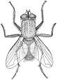 200px-Musca_illustration.png