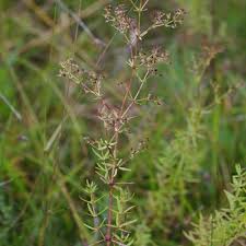 Attēlu rezultāti vaicājumam “Galium boreale fruit”