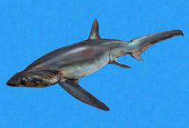 Image result for Alopias superciliosus