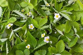 Image result for Fragaria vesca