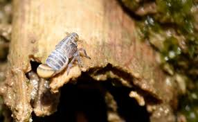 Attēlu rezultāti vaicājumam “Delphacidae”
