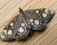 Attēlu rezultāti vaicājumam “Anania coronata”