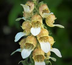 Image result for Digitalis lanata