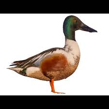 Attēlu rezultāti vaicājumam “Anas clypeata”