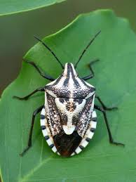 Attēlu rezultāti vaicājumam “Pentatomidae”