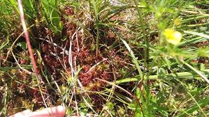 Attēlu rezultāti vaicājumam “Sphagnum warnstorfii”