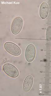 Attēlu rezultāti vaicājumam “Peziza varia”