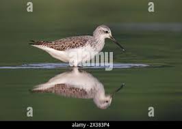 Attēlu rezultāti vaicājumam “Tringa stagnatilis adult”