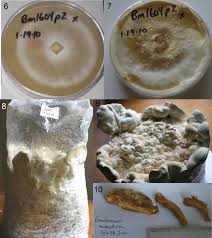 Attēlu rezultāti vaicājumam “Bondarzewia mesenterica”