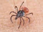 Get With Public Health: Colorado Tick Fever