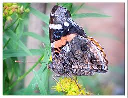Attēlu rezultāti vaicājumam “Vanessa atalanta underside”